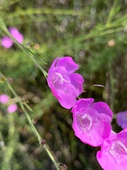 Agalinis fasciculata