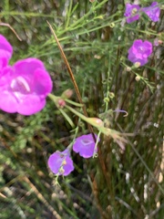 Agalinis fasciculata