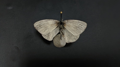 iNaturalist observation photo of California Ringlet