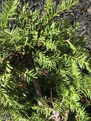Taxus cuspidata