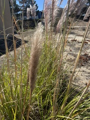 Cortaderia