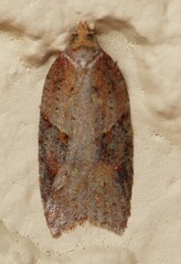 Acleris britannia