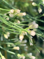 Baccharis angustifolia