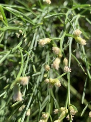 Baccharis angustifolia