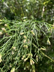Baccharis angustifolia