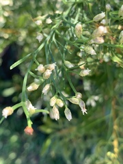 Baccharis angustifolia