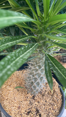 Pachypodium lamerei