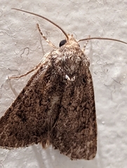 Protorthodes alfkenii