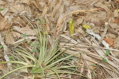 Tillandsia fasciculata