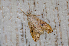 Evergestis forficalis