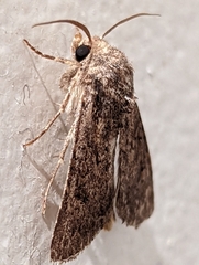 Protorthodes alfkenii