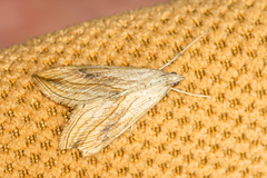 Evergestis forficalis