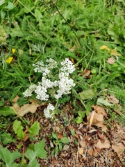 Achillea millefolium image
