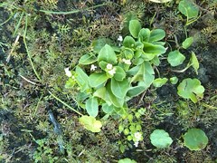 Helosciadium inundatum