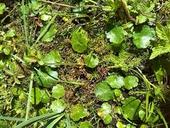 Helosciadium inundatum