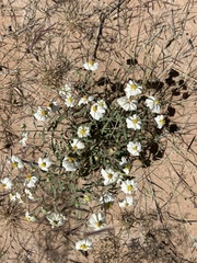 Zinnia acerosa