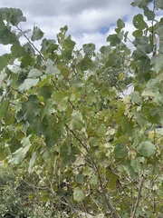 Populus