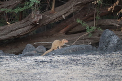 Urva auropunctata