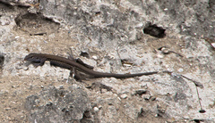 Pholidoscelis chrysolaemus