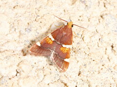 Pyralis sagarrai
