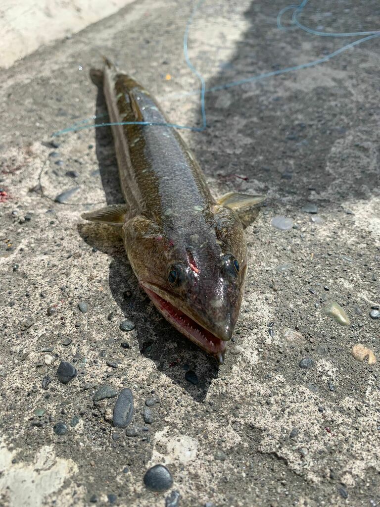 Inotted lizardfish (Synodus evermanni) — Synodontidae