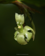 Epidendrum