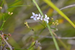 Asperula cynanchica