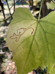 Phyllocnistis vitegenella