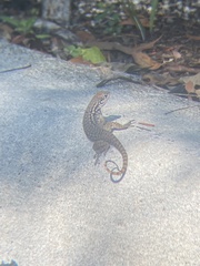 Leiocephalus carinatus