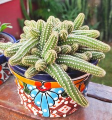 Lobivia silvestrii