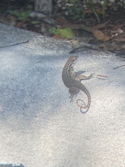 Leiocephalus carinatus