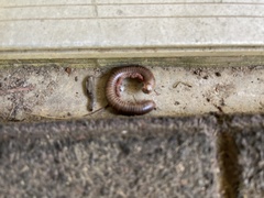 Cylindroiulus caeruleocinctus