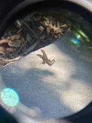 Leiocephalus carinatus