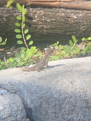 Leiocephalus carinatus