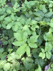 Aegopodium podagraria