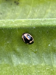 Hyperaspis trifurcata