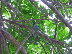 Dacnis cayana