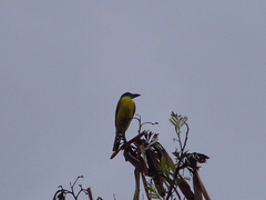 Megarynchus pitangua