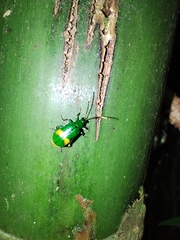 Diabrotica bipustulata