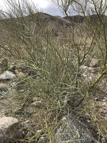 iNaturalist observation photo of blue palo verde
