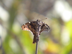 Eudamini