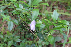 Centrosema arenicola