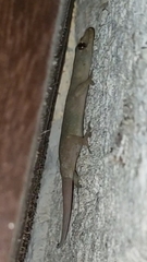 Hemidactylus mabouia