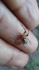 Alpaida veniliae