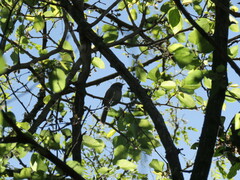 Synallaxis frontalis