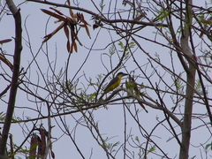 Megarynchus pitangua