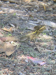 Basiliscus vittatus