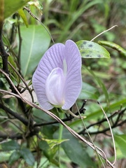 Centrosema arenicola