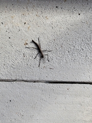 Anisomorpha buprestoides