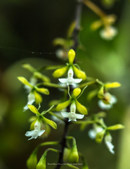 Epidendrum subnutans